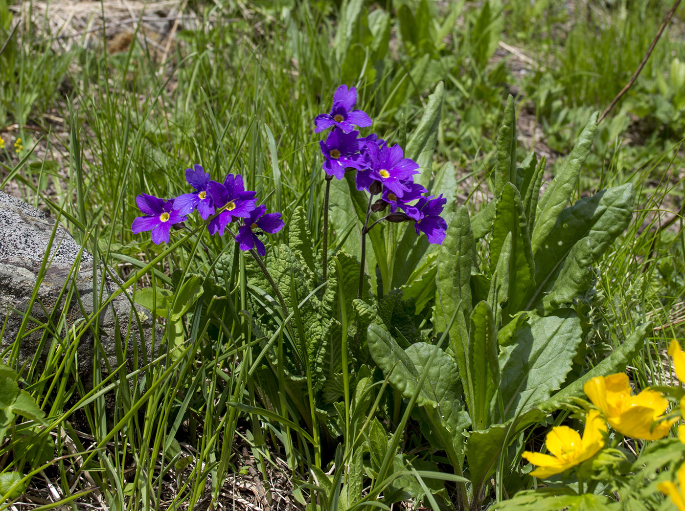 Изображение особи Primula amoena.