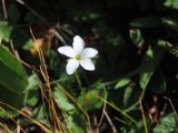 Parnassia laxmannii