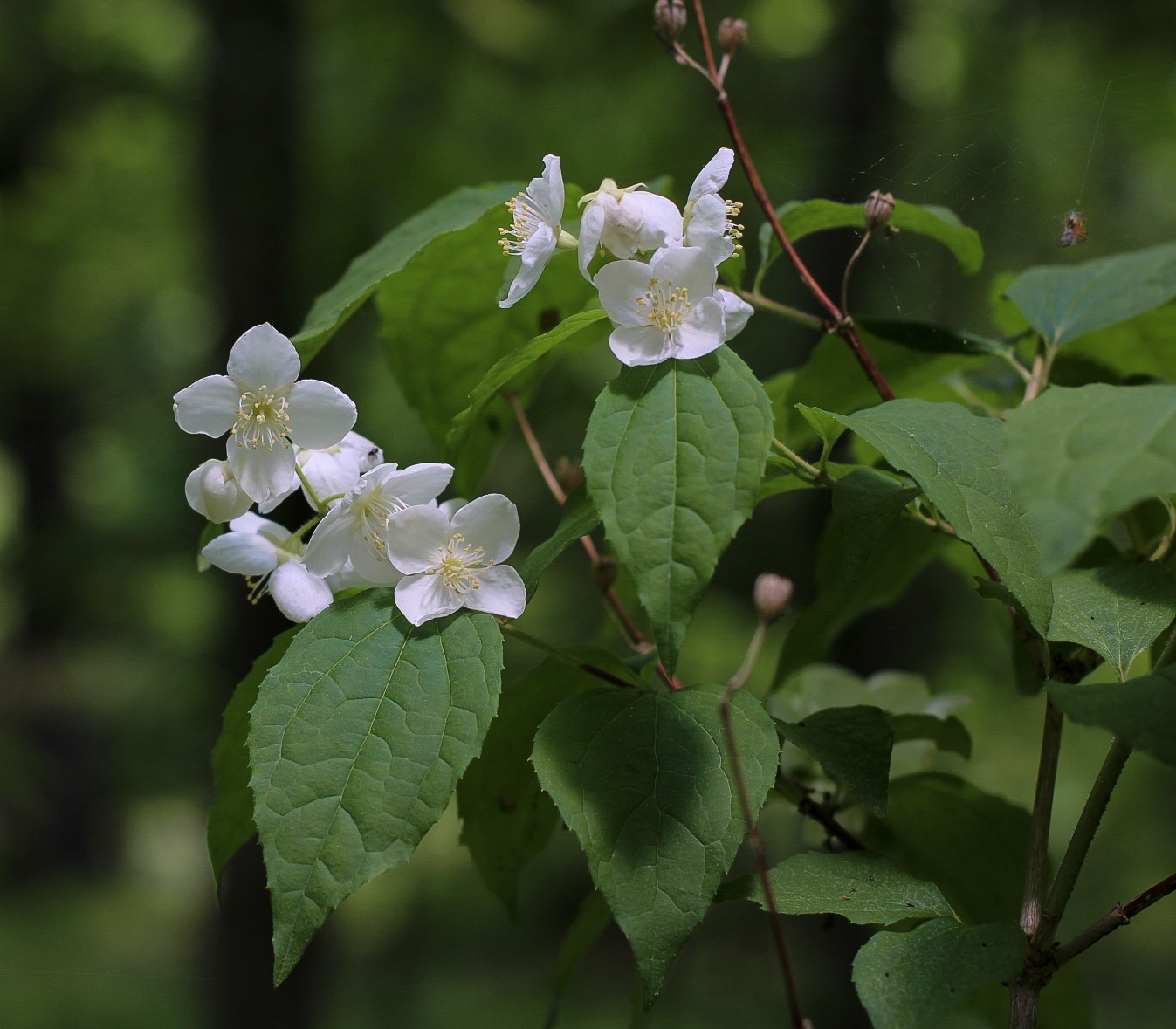 Изображение особи Philadelphus tenuifolius.