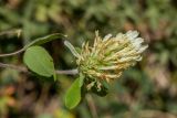 Trifolium canescens. Верхушка побега с соцветием. Кабардино-Балкария, Эльбрусский р-н, оз. Донгуз-Орун, ≈ 2550 м н.у.м., травянистый склон. 23.08.2023.