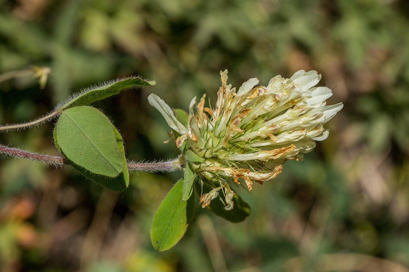 Изображение особи Trifolium canescens.