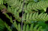 Dryopteris expansa