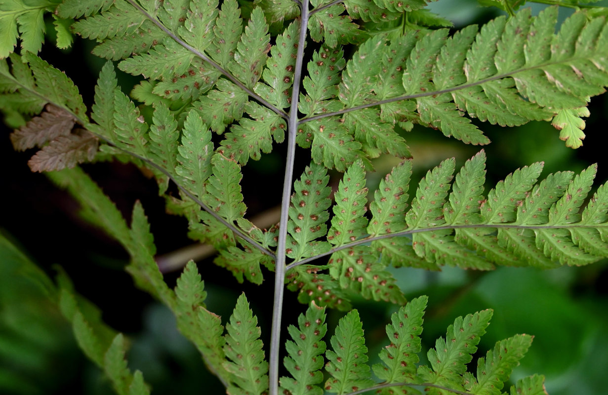 Изображение особи Dryopteris expansa.