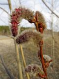 Populus tremula