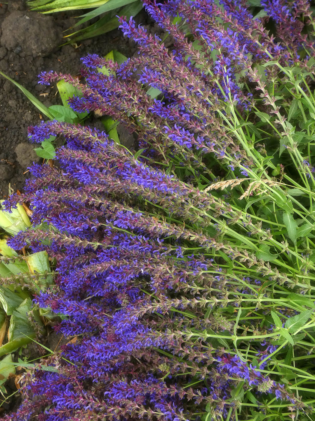 Image of Salvia nemorosa specimen.