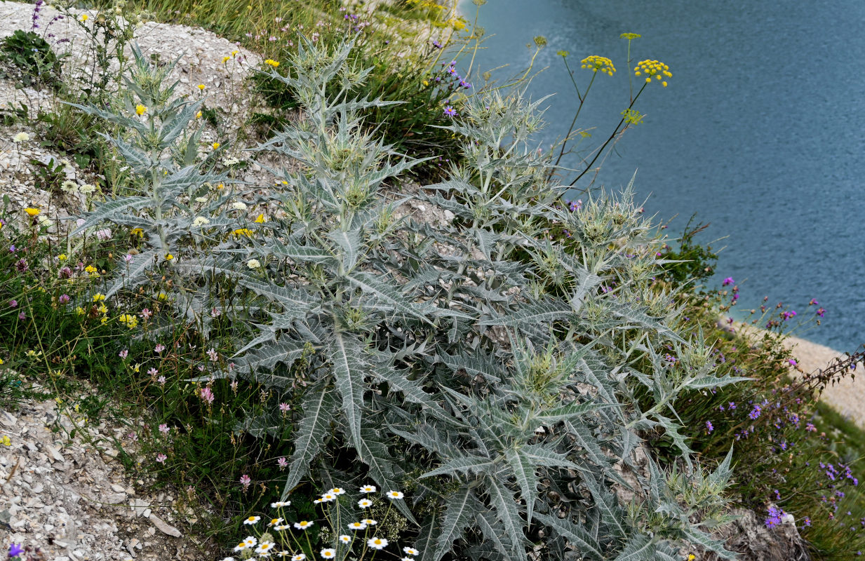 Изображение особи Cirsium argillosum.
