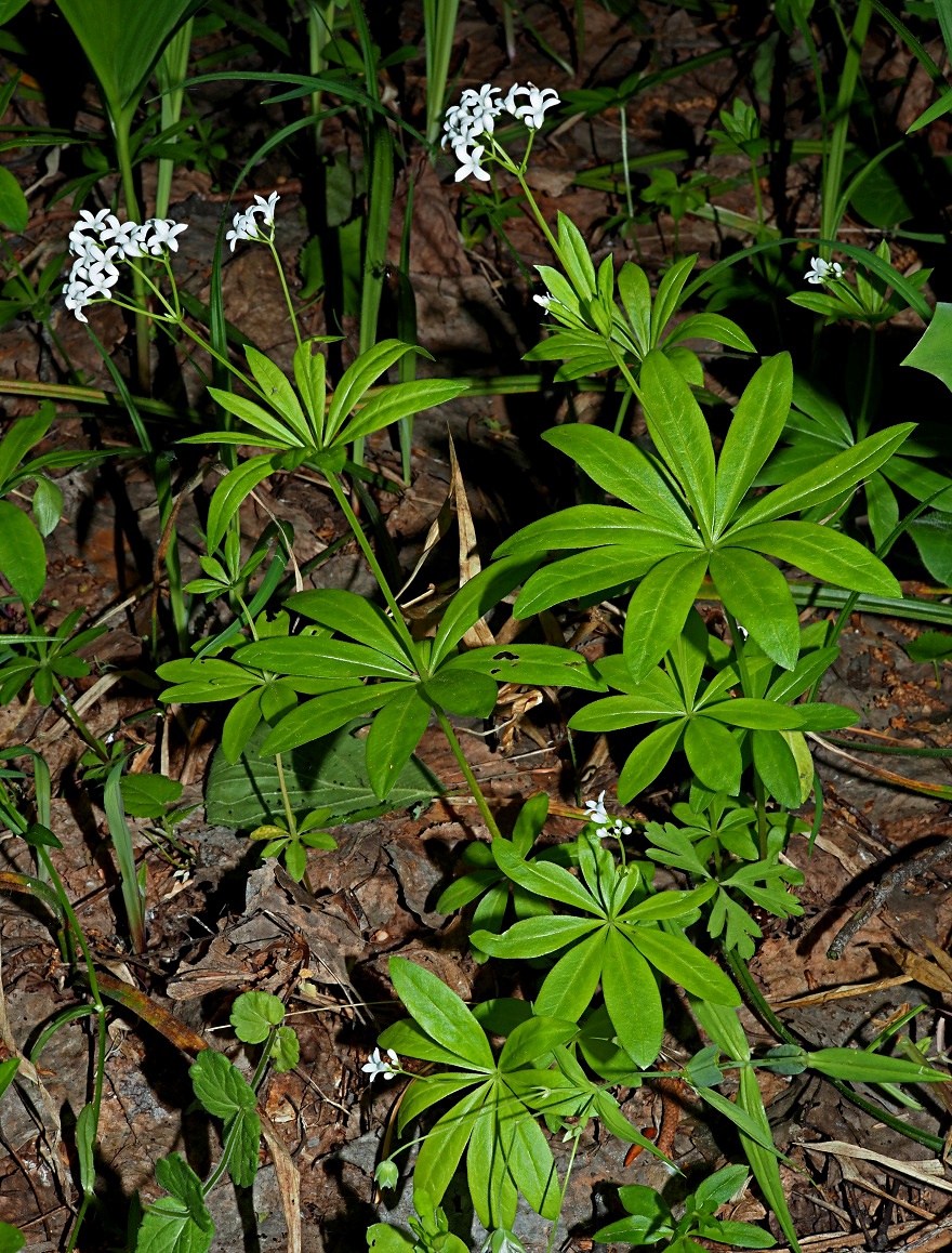 Изображение особи Galium odoratum.