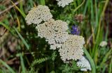 Achillea nobilis