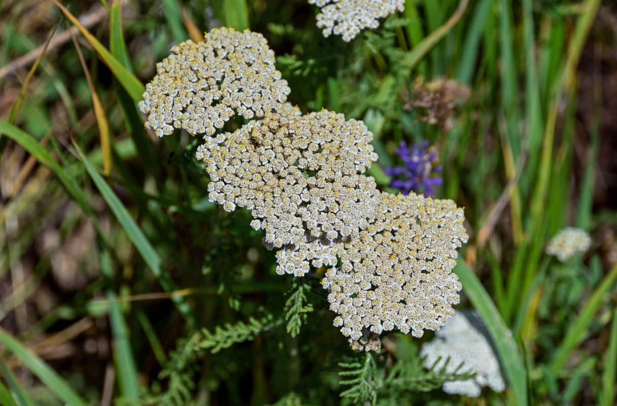 Image of Achillea nobilis specimen.
