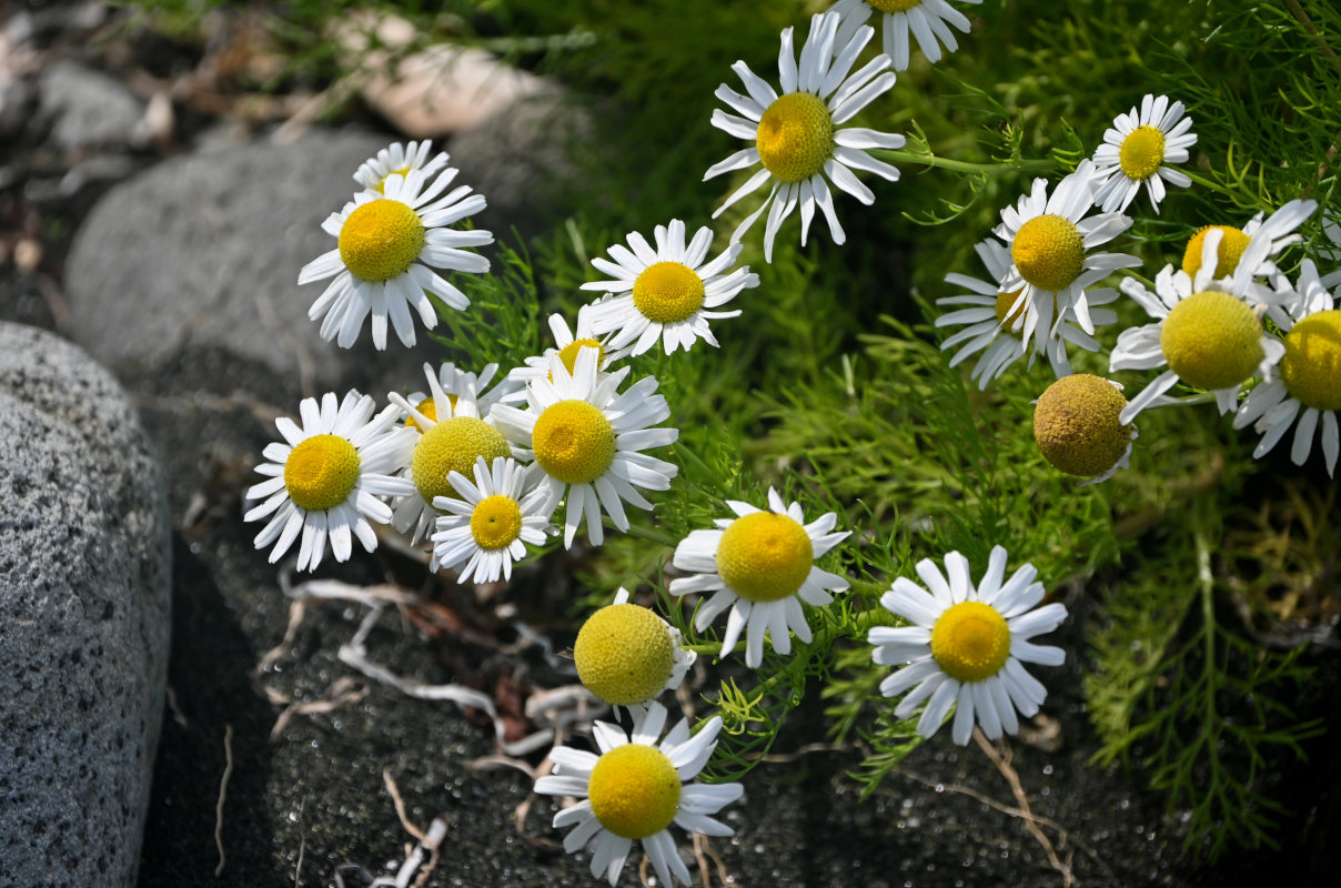 Изображение особи Tripleurospermum tetragonospermum.