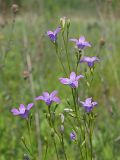 Campanula patula. Общее соцветие. Ульяновская обл., Новомалыклинский р-н, окр. с. Стар. Бесовка, пойма р. Б. Черемшан, местами заболоченный, заросший ивняком луг. 28.05.2023.