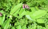 Vicia ramuliflora