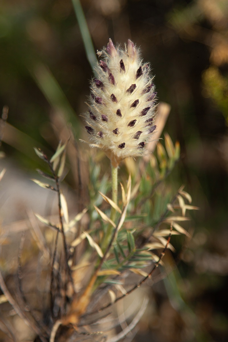 Изображение особи Astragalus lagurus.