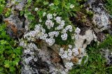 Gypsophila tenuifolia. Цветущие растения в сообществе с Alchemilla. Ингушетия, Джейрахский р-н, перевал Цей-Лоам, ≈ 2200 м н.у.м., на скале. 24.07.2022.