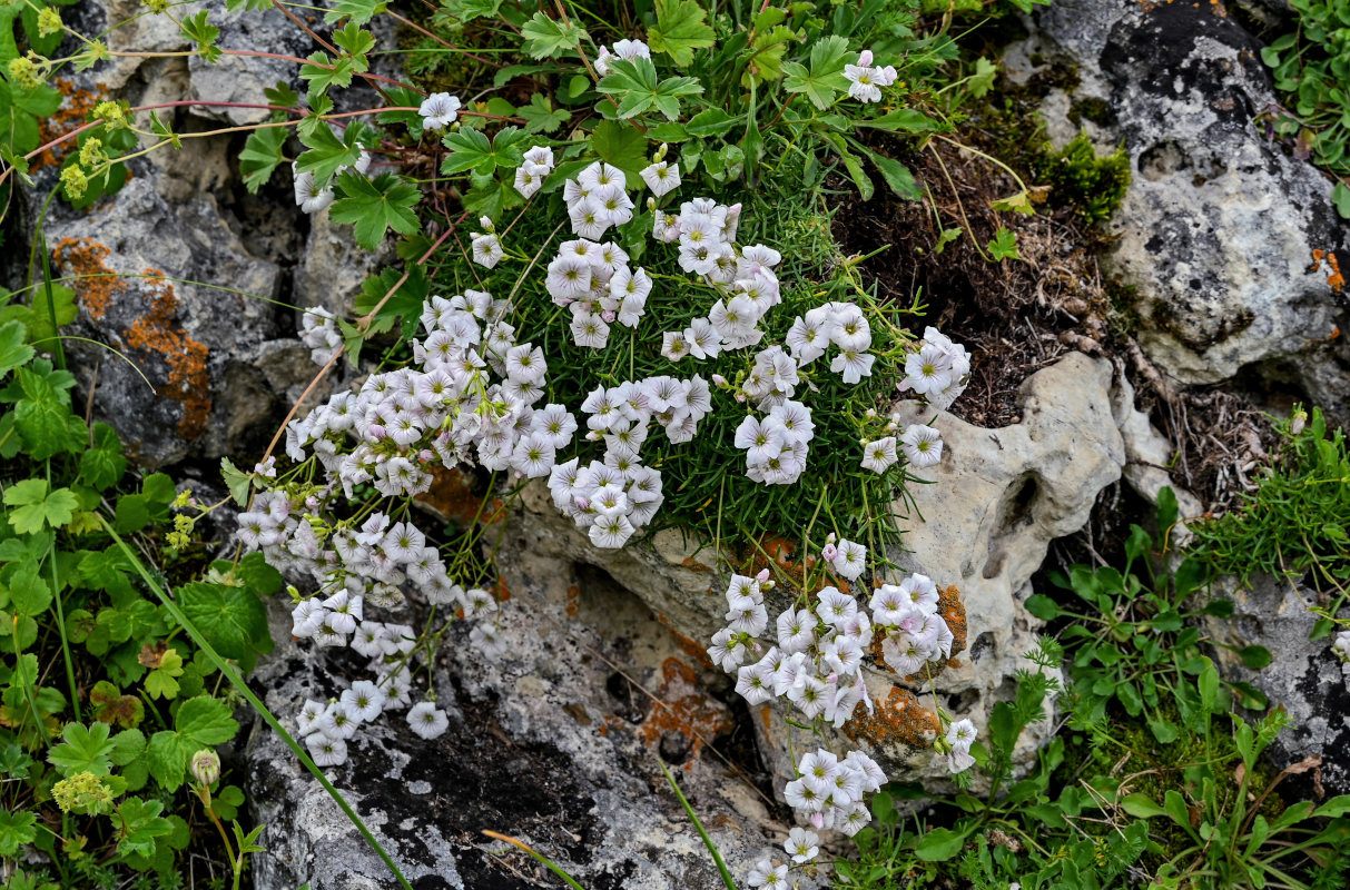 Изображение особи Gypsophila tenuifolia.