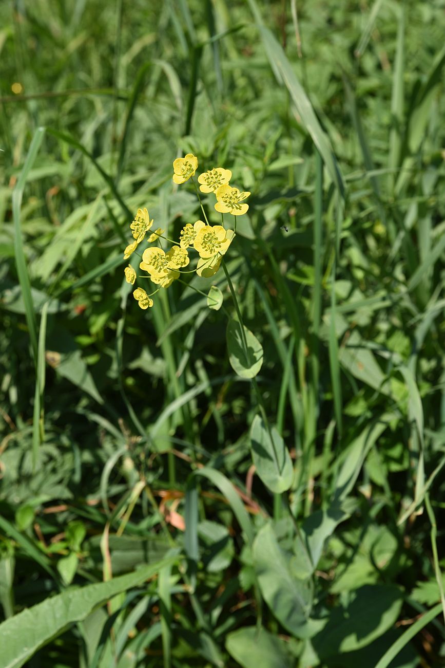 Image of Bupleurum longifolium ssp. aureum specimen.