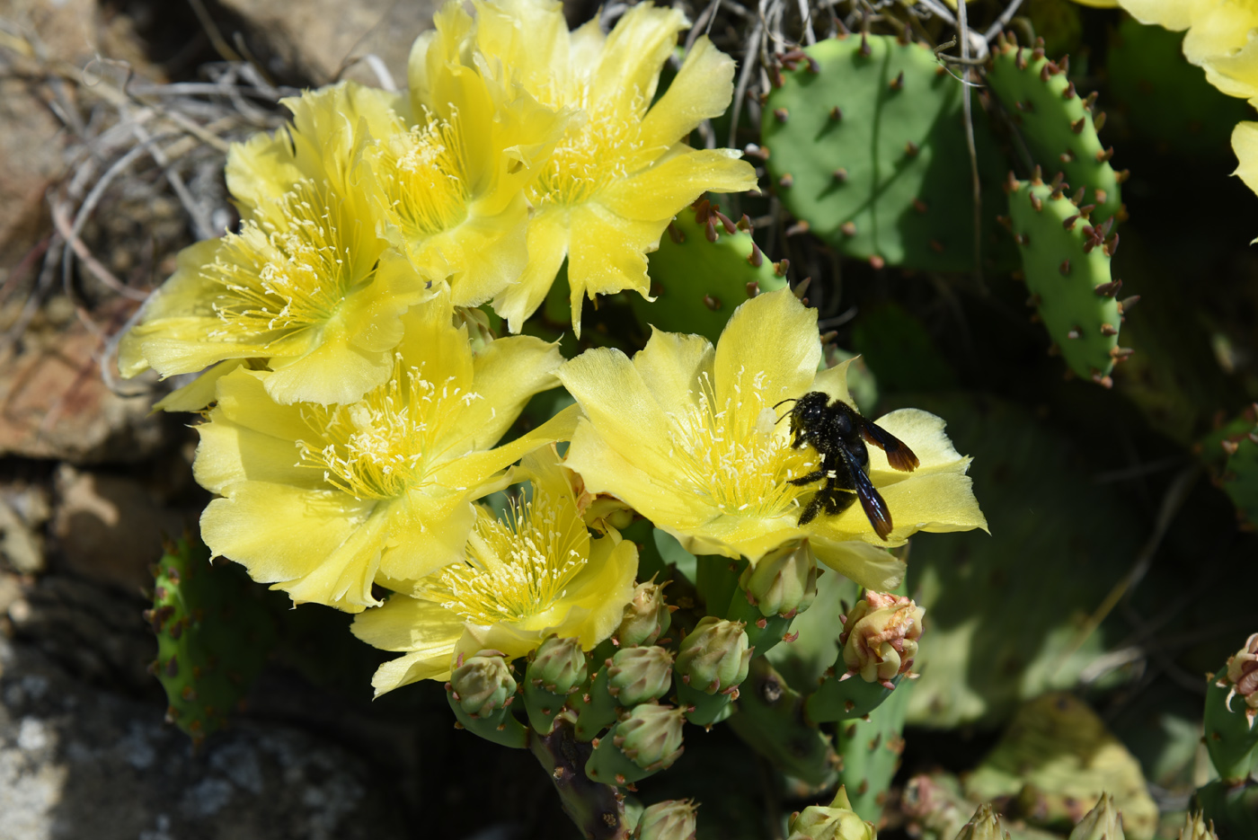 Изображение особи Opuntia humifusa.