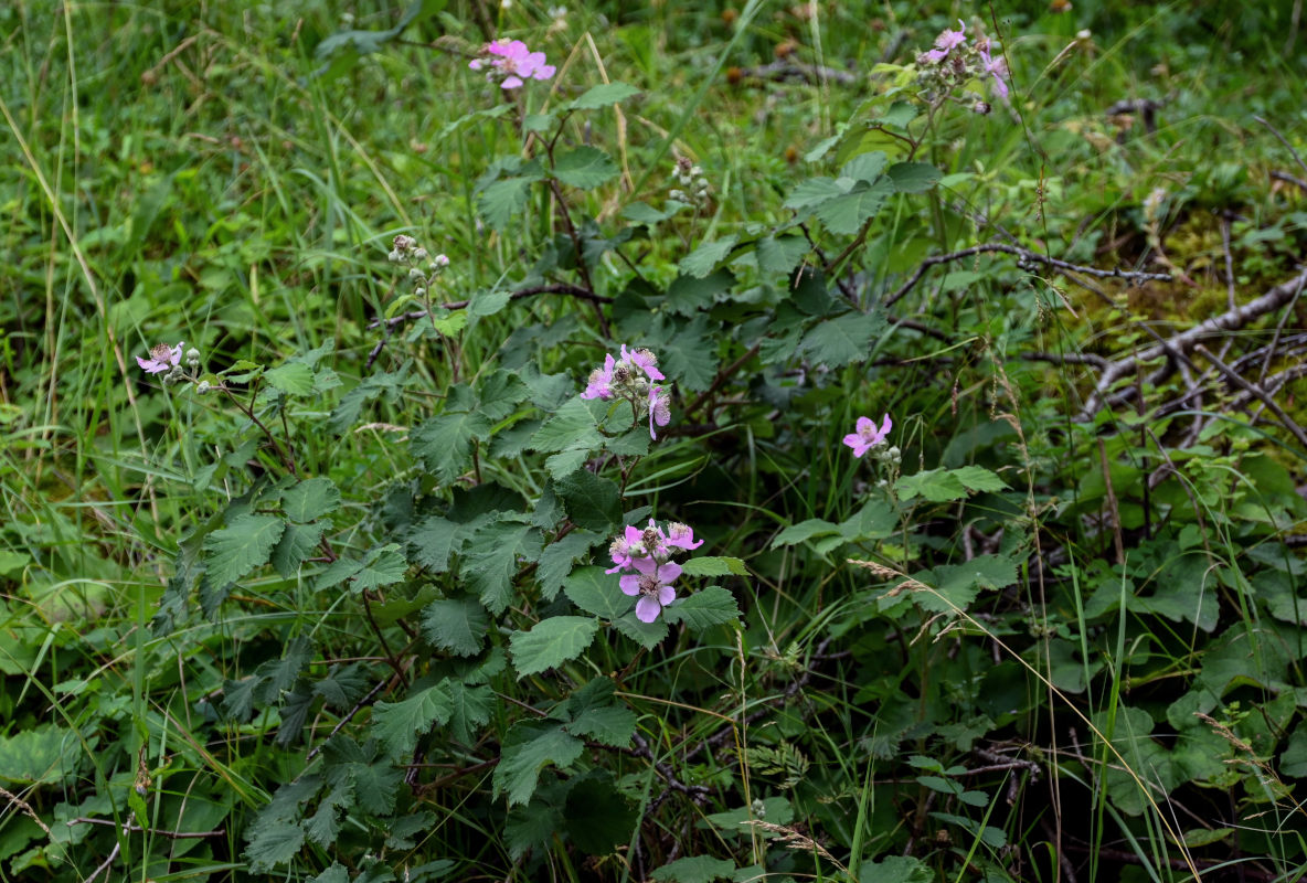 Изображение особи Rubus sanctus.