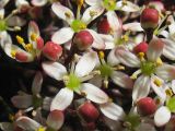 Skimmia japonica