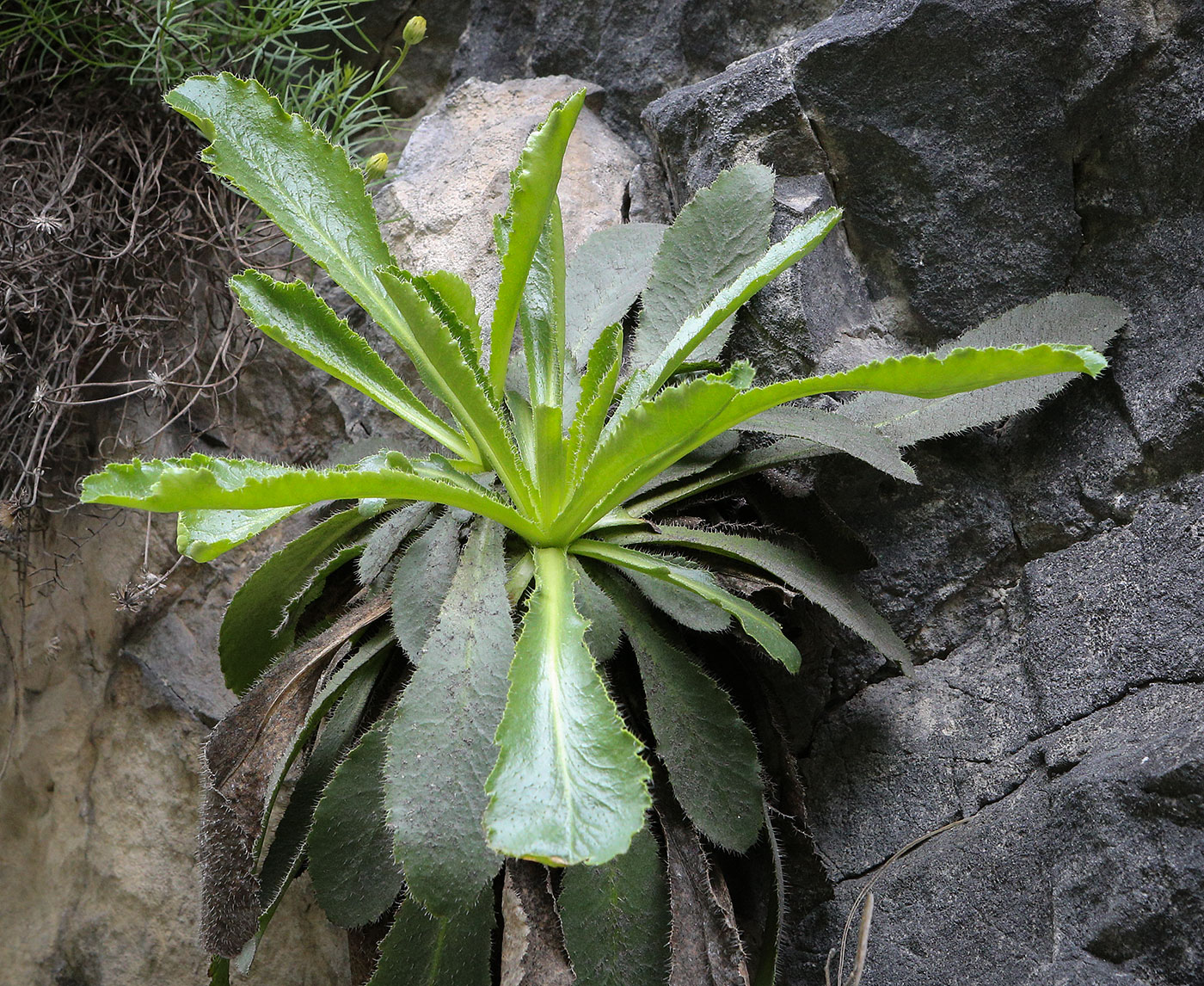 Image of Campanula paradoxa specimen.