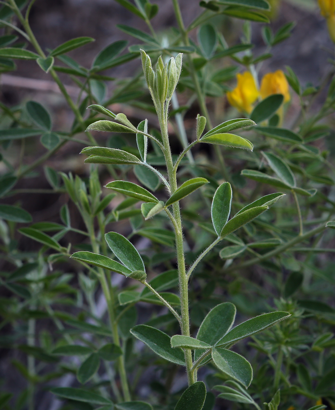 Image of Chamaecytisus colchicus specimen.