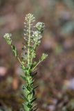 Lepidium campestre