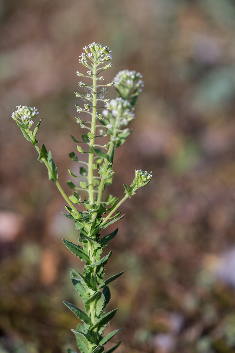 Image of Lepidium campestre specimen.