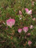 Ononis repens