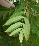 genus Juglans
