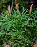 Diphasiastrum complanatum. Спороносящие растения. Тверская обл., Конаковский р-н, долина р. Сестра, смешанный лес. 07.09.2024.