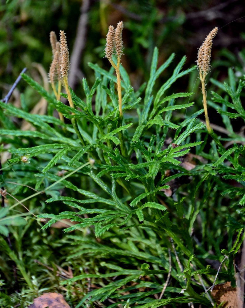Image of Diphasiastrum complanatum specimen.