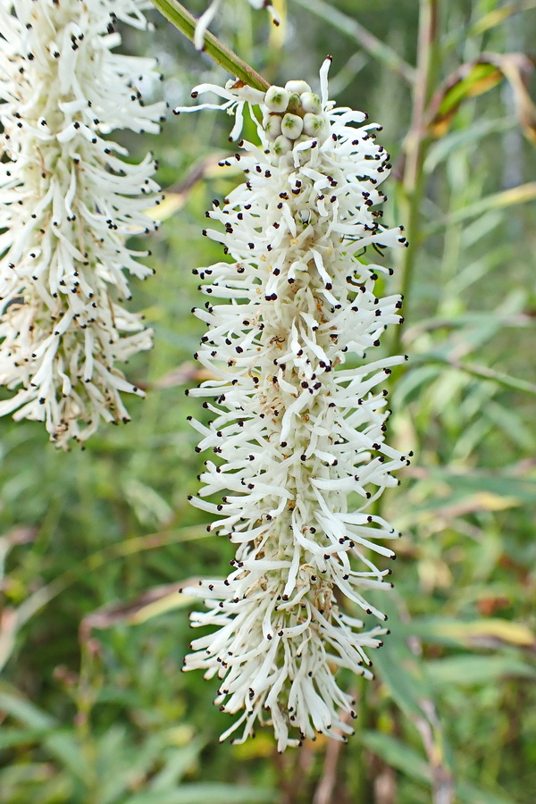 Изображение особи Sanguisorba parviflora.