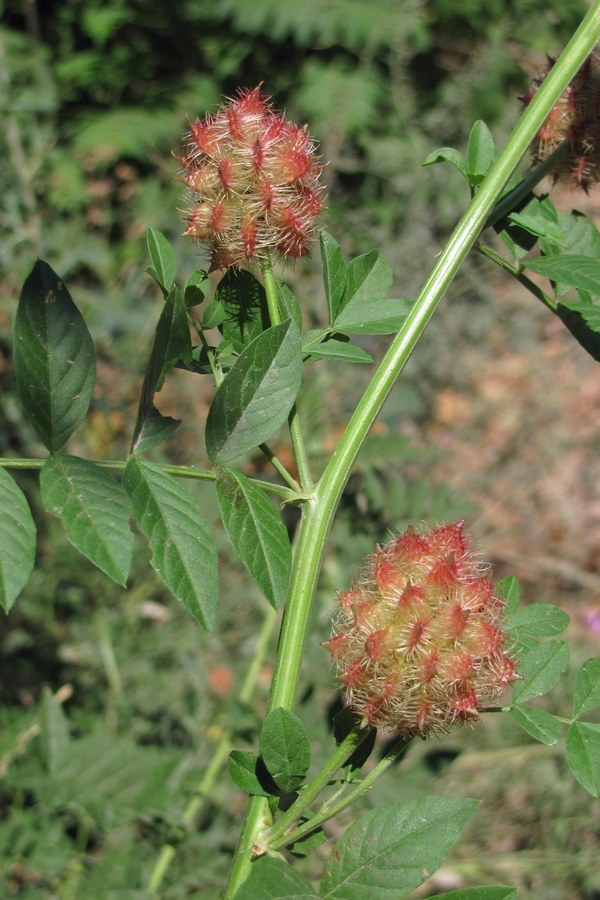 Изображение особи Glycyrrhiza echinata.