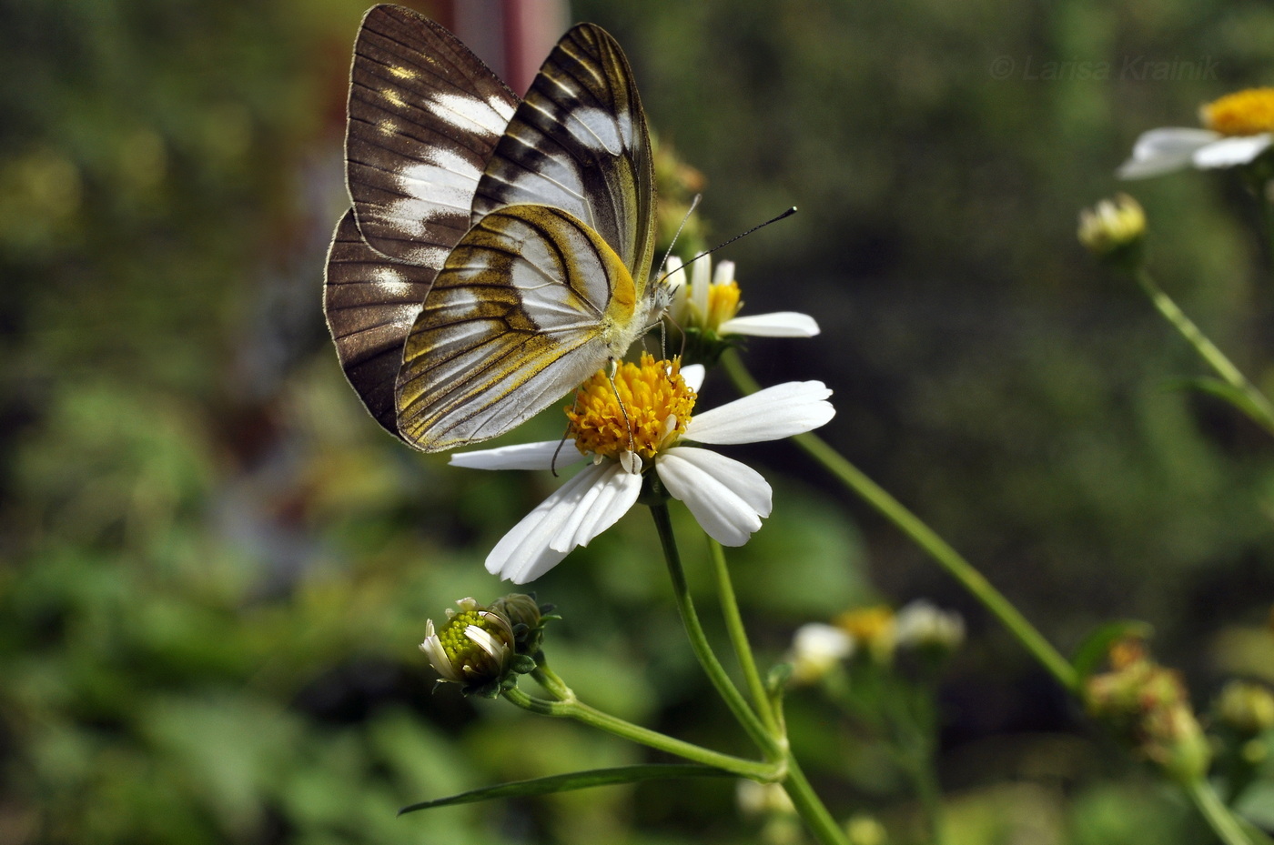 Image of Bidens alba specimen.