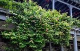 Combretum indicum. Цветущие растения. Китай, Гуанси-Чжуанский автономный р-н, г. Синпин, в культуре. 01.06.2024.