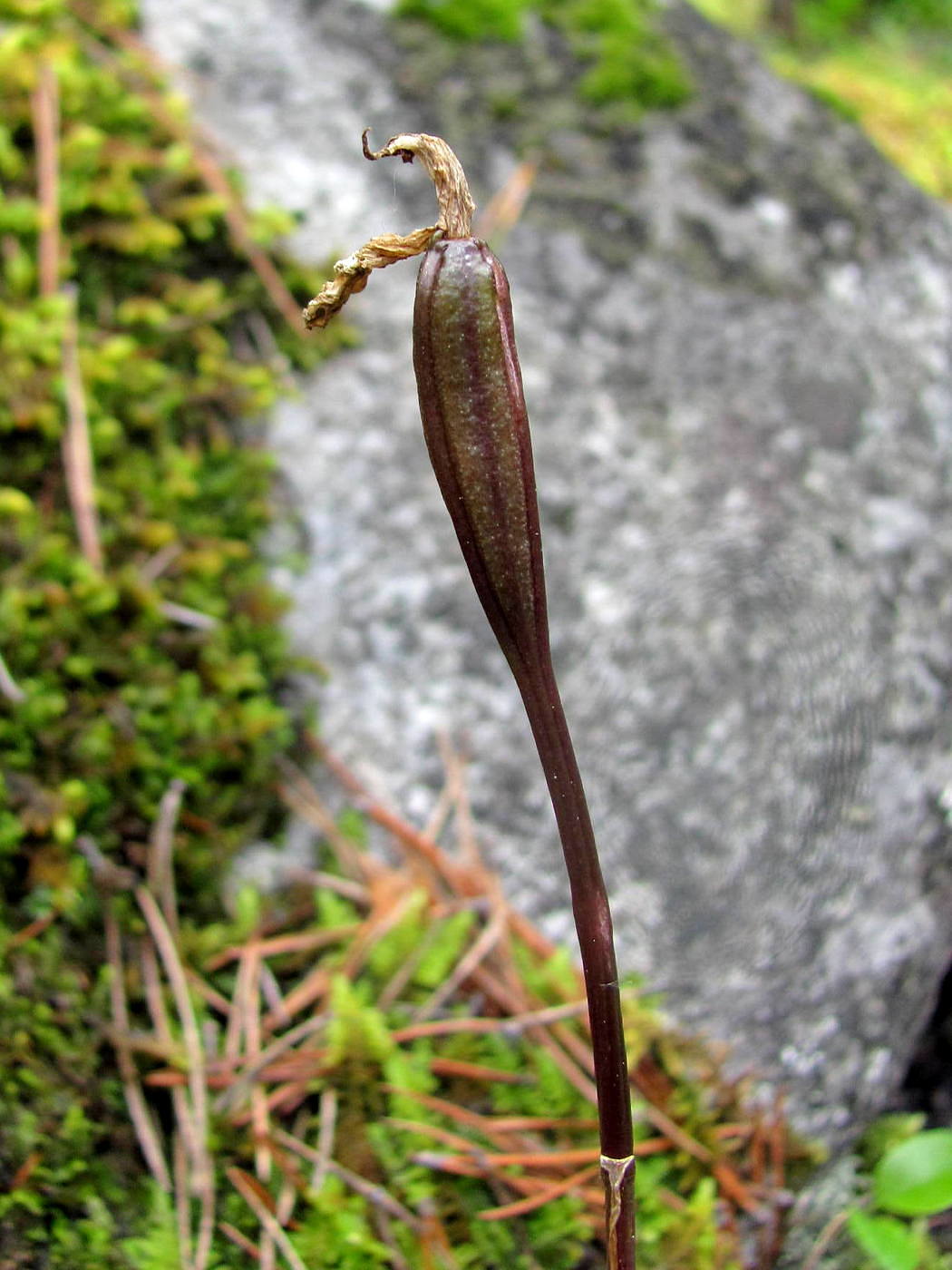 Изображение особи Calypso bulbosa.