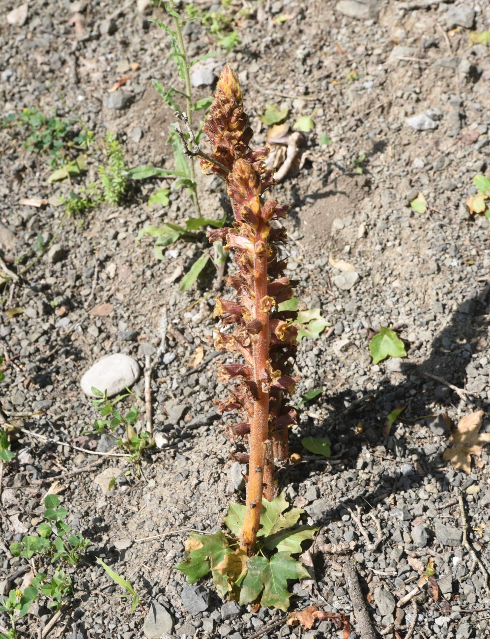 Изображение особи Orobanche laxissima.