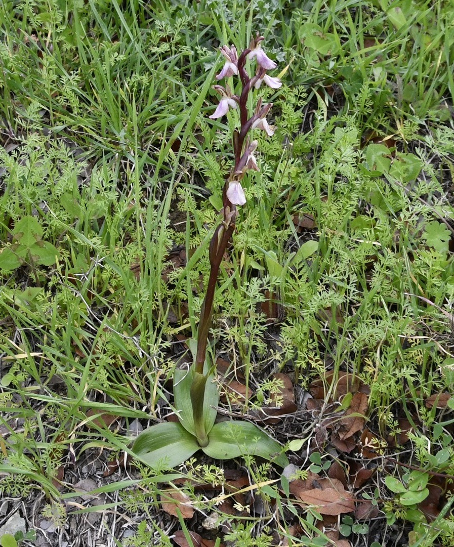 Image of Anacamptis collina specimen.