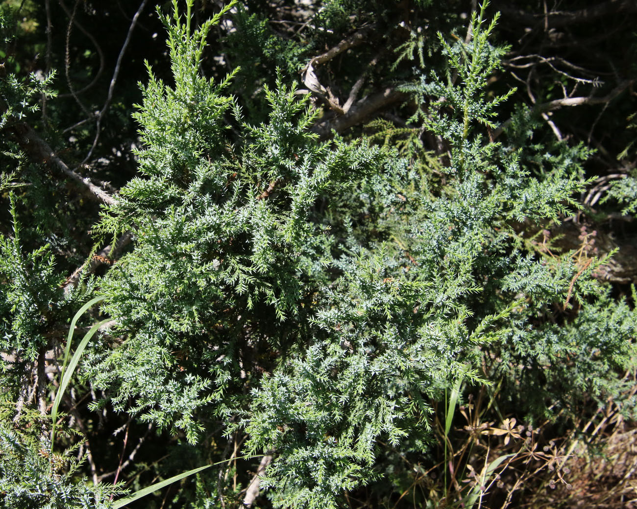 Изображение особи Juniperus foetidissima.