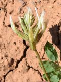 Astragalus megalomerus
