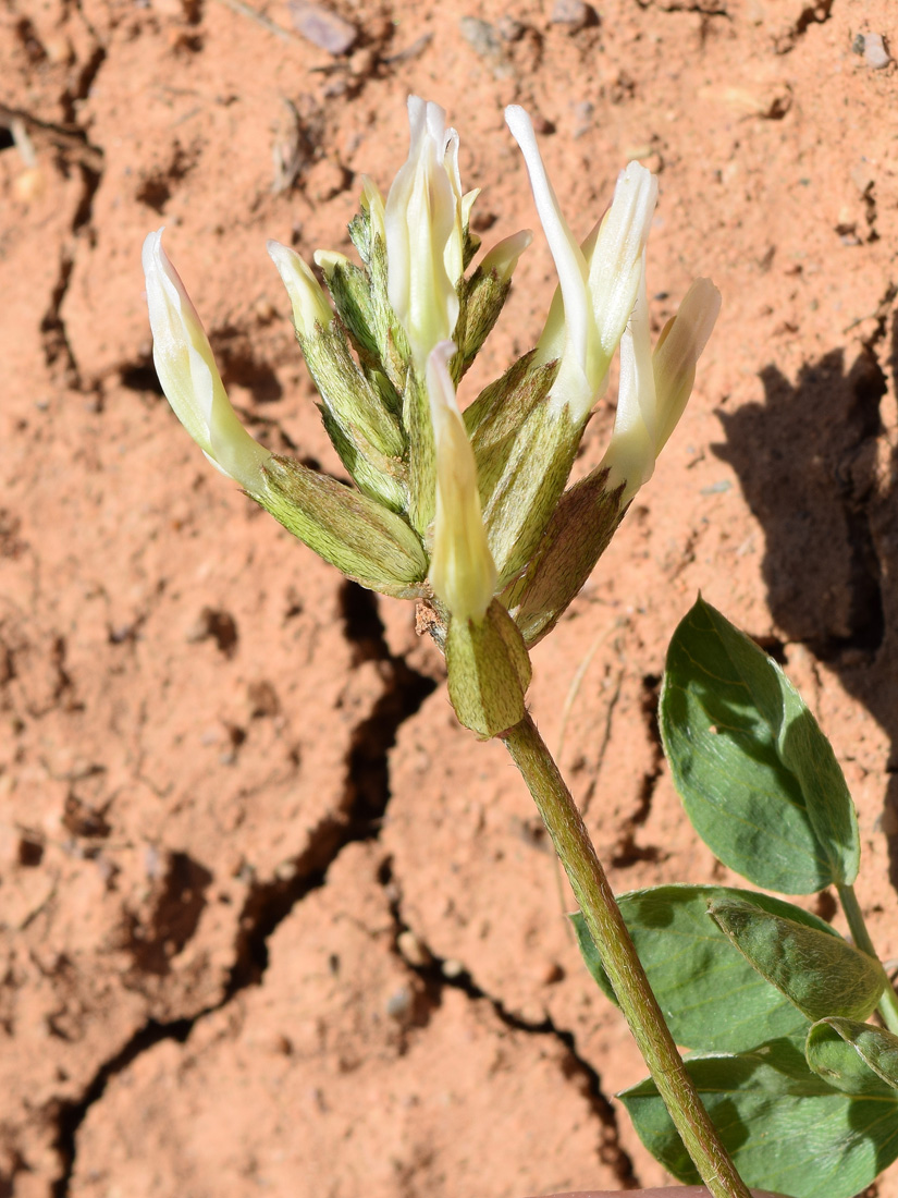 Image of Astragalus megalomerus specimen.