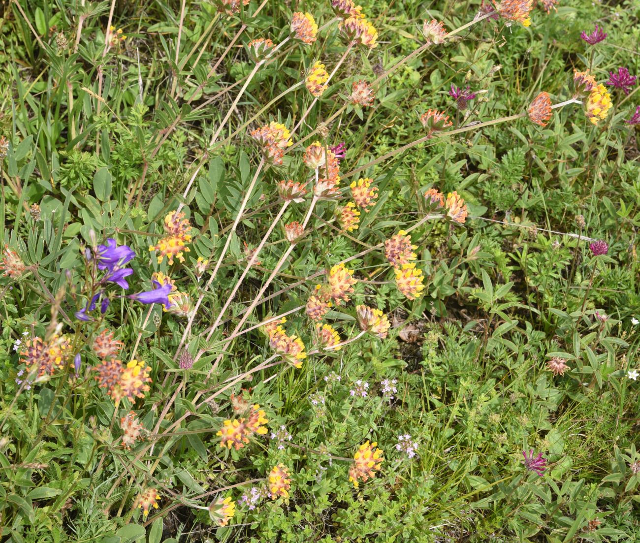 Image of genus Anthyllis specimen.