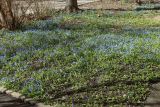 Scilla siberica