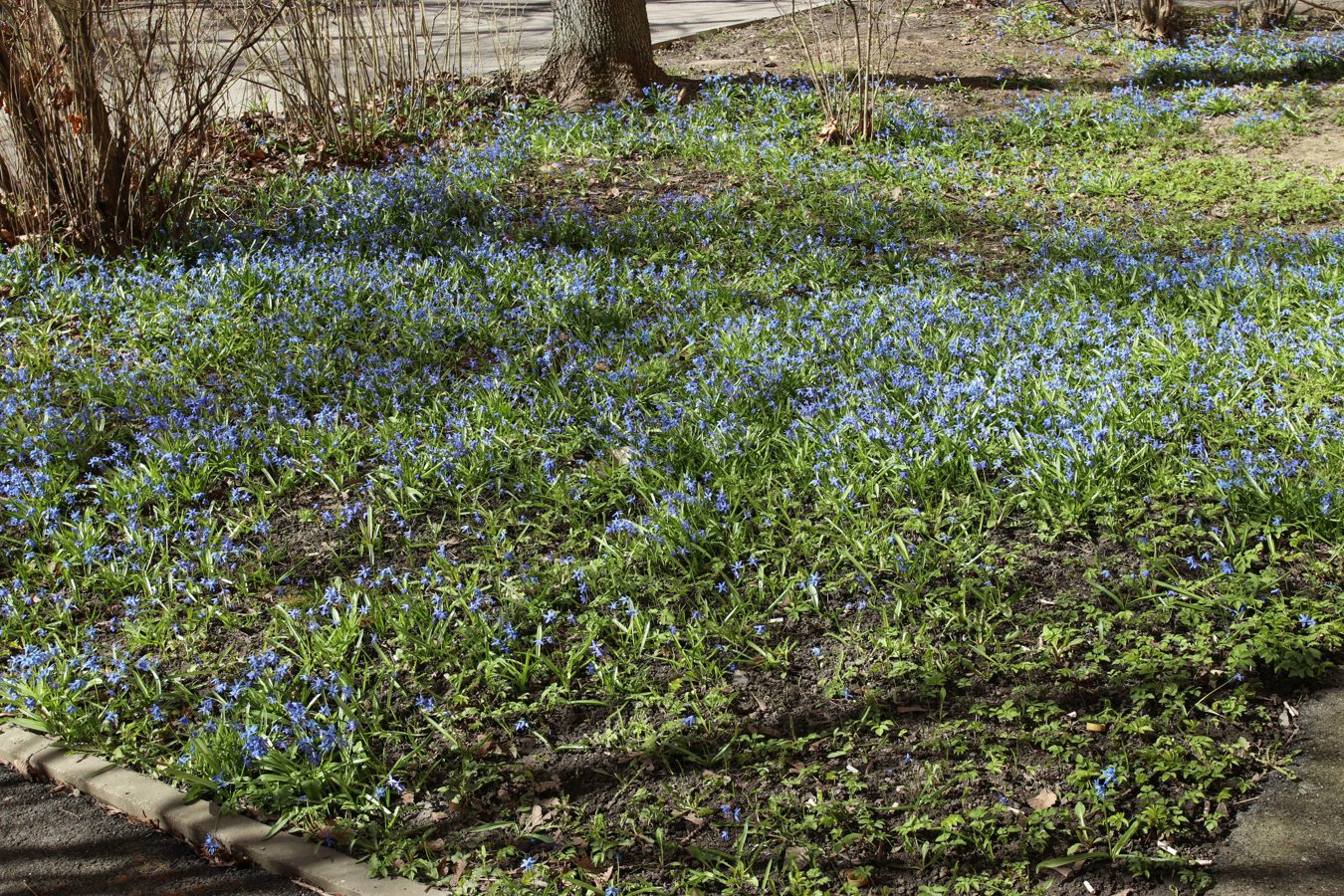 Изображение особи Scilla siberica.