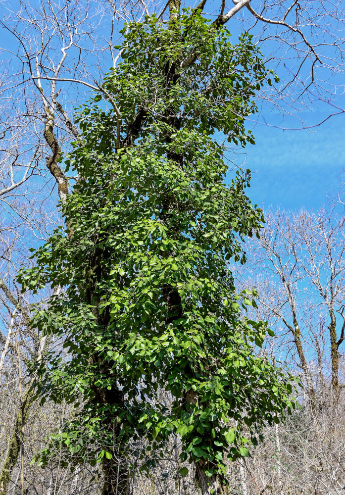 Изображение особи Hedera colchica.