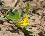 Chamaecytisus ruthenicus