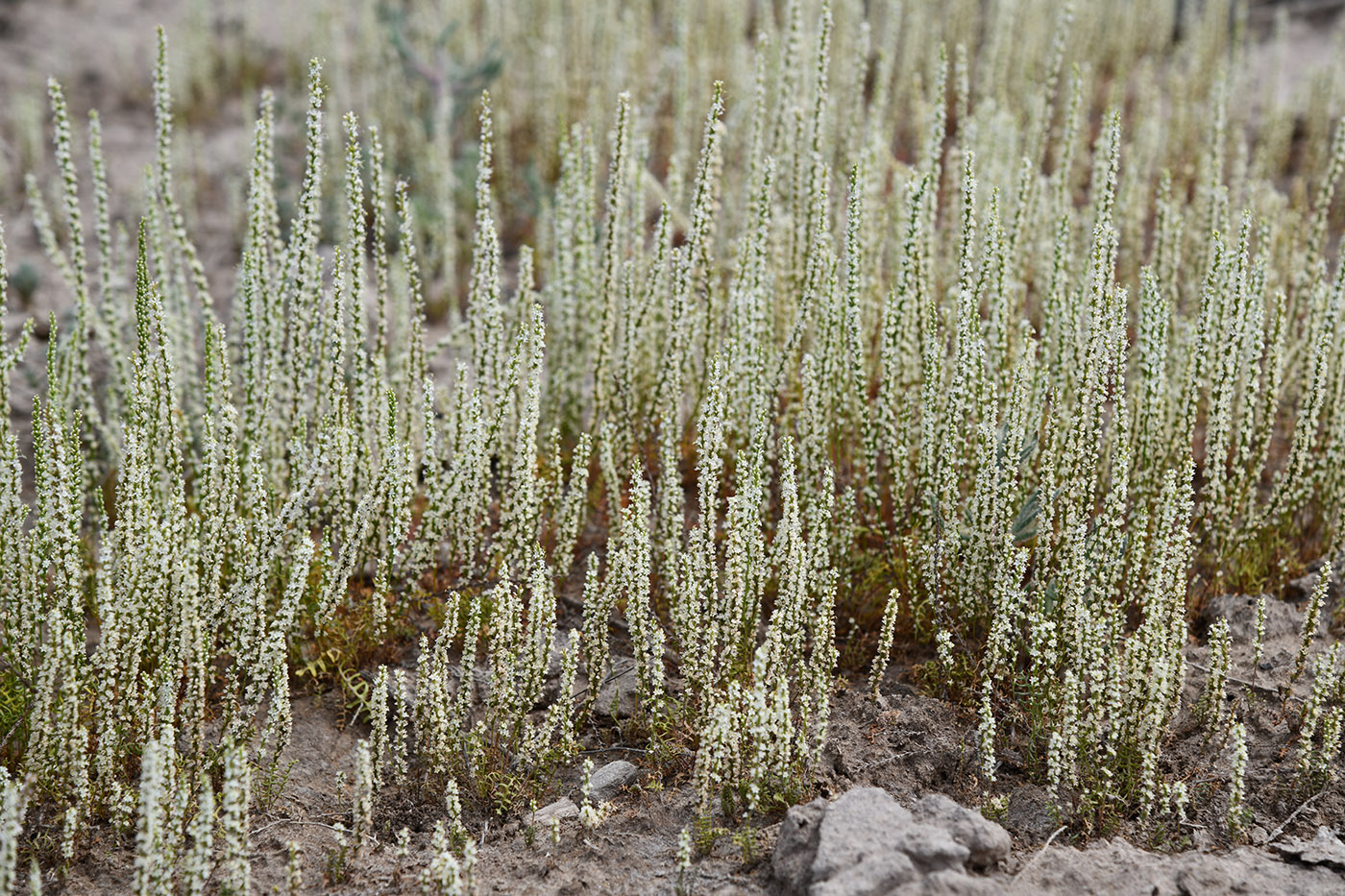 Image of Psylliostachys leptostachya specimen.