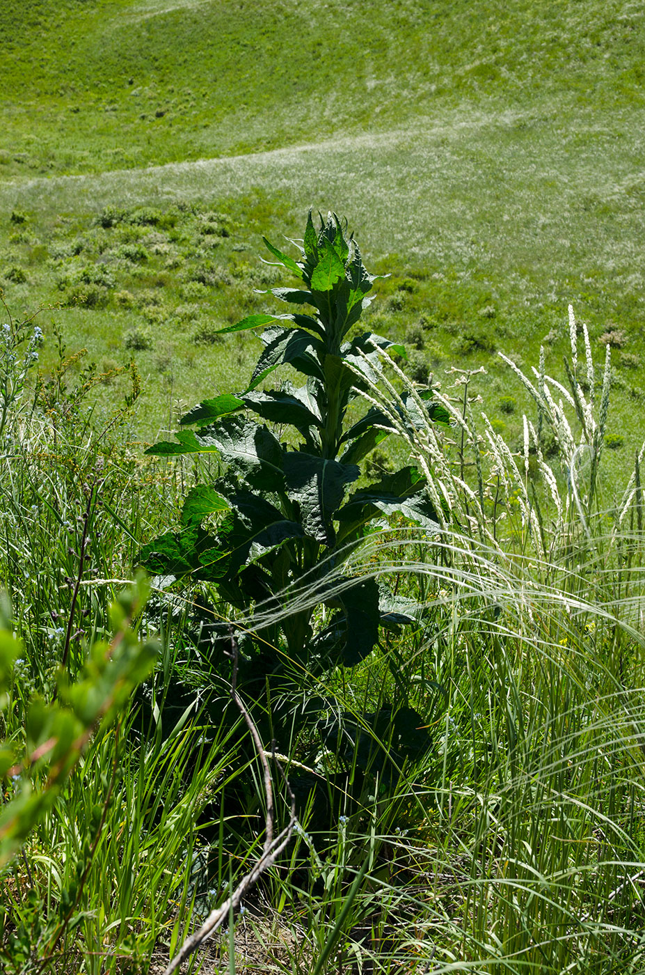 Image of Unknown species specimen.