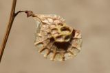 Image of taxon representative. Author is Тулкин Тиллаев