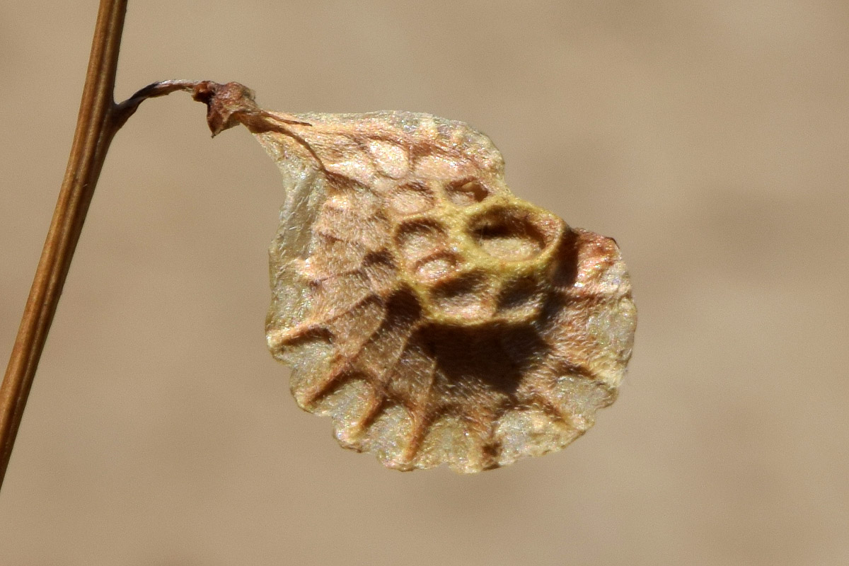 Image of Onobrychis pulchella specimen.